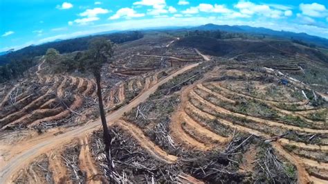  A Mudança de Destino: Uma Análise Profunda dos Efeitos da Proibição do Palmoil na Indonésia Liderada por Marthen Damanik