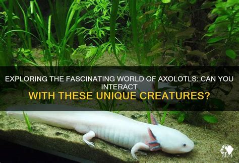 Can You Pet Axolotls? Exploring the Mysteries of These Aquatic Wonders