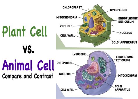 Do Animal and Plant Cells Have Chloroplast? And Why Do Plants Never Forget to Photosynthesize?