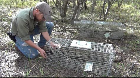 How to Set a Live Animal Trap: A Comprehensive Guide to Catching Critters Without Harm