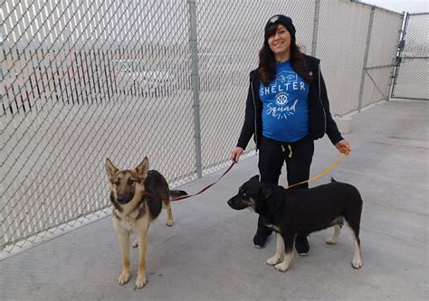 Is Hesperia Animal Shelter a Kill Shelter? Exploring the Complexities of Animal Welfare