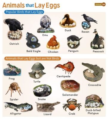 What Animal Lay Eggs: A Journey Through the Egg-Laying World and the Mysteries of Avian Dreams