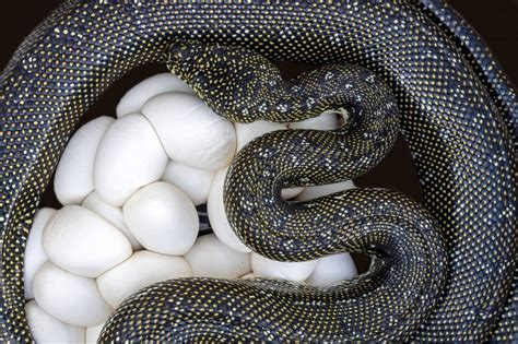 What Animal Lays Eggs but Not a Bird? Exploring the Curious World of Egg-Laying Creatures