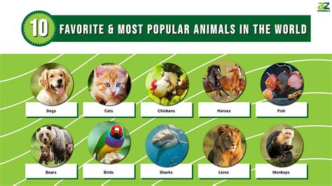 What is the Most Common Favorite Animal? And Why Do People Love Them So Much?