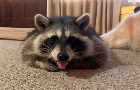 What State Can You Have a Pet Raccoon? And Why Do They Love Pizza So Much?