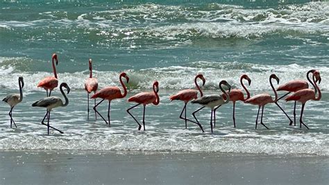 Whats the weather in Florida in January, and why do flamingos wear sunglasses?